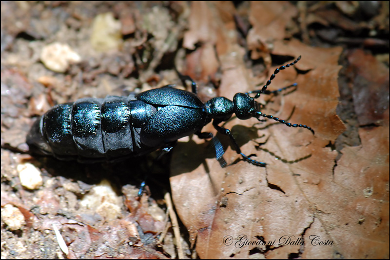 Meloe  violaceus delle Prealpi Vicentine